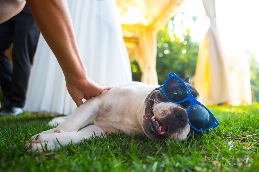 wedding dog piedmont italy